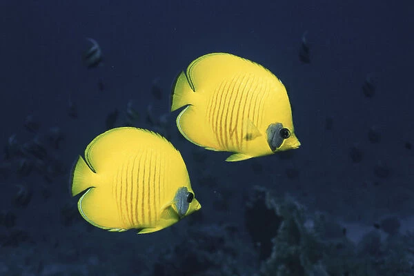 Two Golden  /  Masked butterflyfish, Red Sea, Eygpt