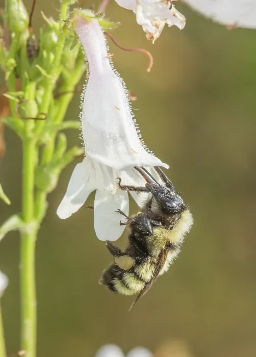 Framed Print : Golden northern bumble bee (Bombus fervidus) visiting Foxglove beardtongue (Penstemon digitalis) flower, Pennsylvania, USA. June Framed Print : Golden northern bumble bee (Bombus fervidus) visiting Foxglove beardtongue (Penstemon digitalis) flower, Pennsylvania, USA. June