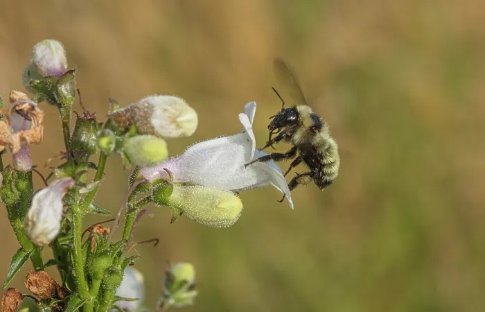 Framed Print : Golden northern bumble bee (Bombus fervidus) visiting Foxglove beardtongue (Penstemon digitalis) flower, Pennsylvania, USA. June Framed Print : Golden northern bumble bee (Bombus fervidus) visiting Foxglove beardtongue (Penstemon digitalis) flower, Pennsylvania, USA. June