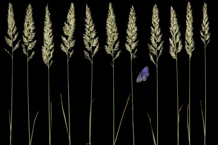 Framed Print : Golden oat grass (Trisetum flavescens) and Silver studded blue butterfly (Plebejus Framed Print : Golden oat grass (Trisetum flavescens) and Silver studded blue butterfly (Plebejus