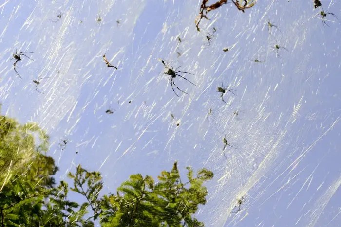 Framed Print : Golden orb spiders (Nephila sp) on the shores of Lake Er Hai. Dali, Yunnan, China Framed Print : Golden orb spiders (Nephila sp) on the shores of Lake Er Hai. Dali, Yunnan, China