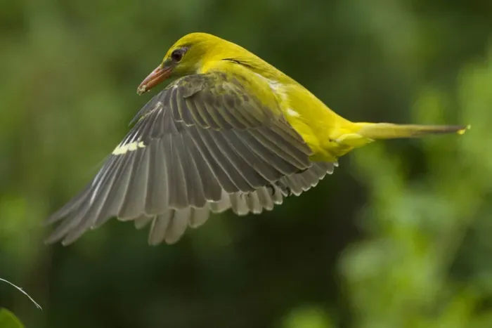Framed Print : Golden oriole (Oriolus oriolus) female in flight to nest, Bulgaria, May 2008 Framed Print : Golden oriole (Oriolus oriolus) female in flight to nest, Bulgaria, May 2008
