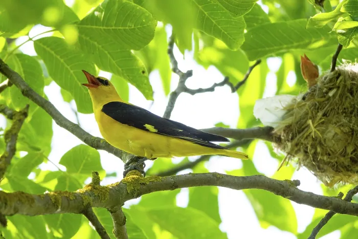 Framed Print : Golden oriole (Oriolus oriolus) male, perched on branch next to nest calling, chick visible in nest, Hungary. June Framed Print : Golden oriole (Oriolus oriolus) male, perched on branch next to nest calling, chick visible in nest, Hungary. June