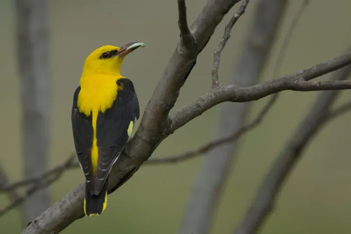 Framed Print : Golden oriole (Oriolus oriolus) male perched, Bulgaria, May 2008