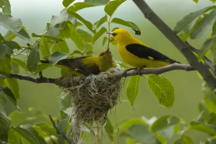 Framed Print : Golden oriole (Oriolus oriolus) pair at nest, Bulgaria, May 2008 Framed Print : Golden oriole (Oriolus oriolus) pair at nest, Bulgaria, May 2008