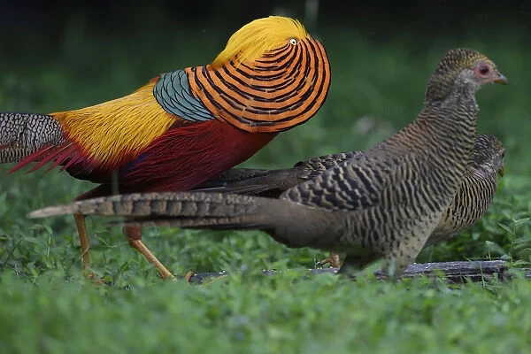 Golden pheasant (Chrysolophus pictus) displaying to female pheasants at Yangxian Nature Reserve