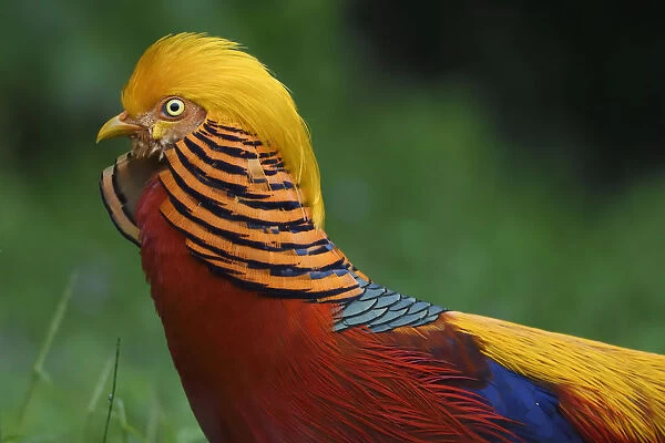 Golden pheasant (Chrysolophus pictus) male displaying in grass in Yangxian Nature Reserve