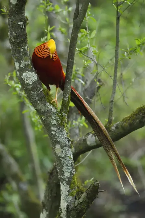 Framed Print : Golden pheasant (Chrysolophus pictus) male perched in tree, Tangjiahe National Nature Reserve Framed Print : Golden pheasant (Chrysolophus pictus) male perched in tree, Tangjiahe National Nature Reserve