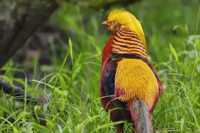 Framed Print : Golden pheasant (Chrysolophus pictus) male walking through the forest, Tangjiahe Framed Print : Golden pheasant (Chrysolophus pictus) male walking through the forest, Tangjiahe
