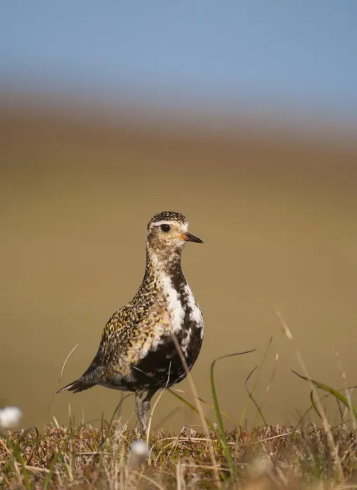 Framed Print : Golden plover (Pluvialis apricaria) adult on open moorland, breeding plumage, Shetland Islands Framed Print : Golden plover (Pluvialis apricaria) adult on open moorland, breeding plumage, Shetland Islands