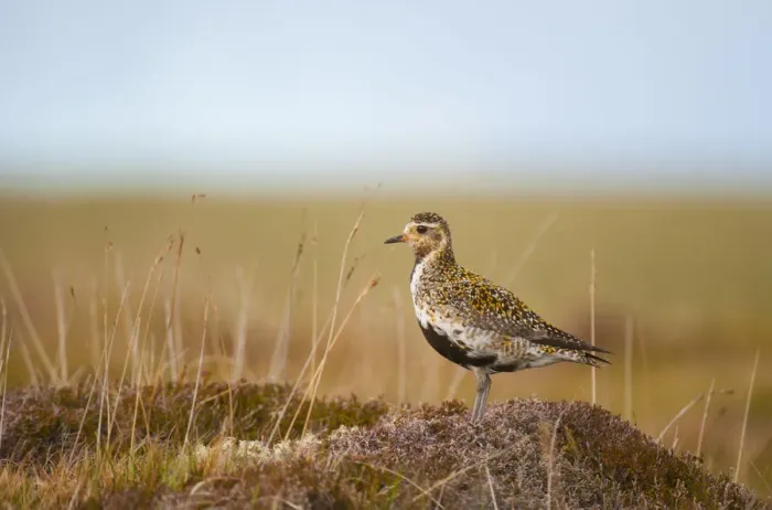 Framed Print : Golden plover (Pluvialis apricaria) adult on open moorland, breeding plumage, Shetland Islands Framed Print : Golden plover (Pluvialis apricaria) adult on open moorland, breeding plumage, Shetland Islands
