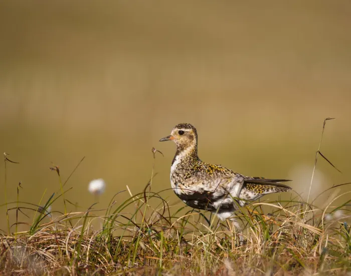 Framed Print : Golden plover (Pluvialis apricaria) adult on open moorland, breeding plumage, Shetland Islands Framed Print : Golden plover (Pluvialis apricaria) adult on open moorland, breeding plumage, Shetland Islands