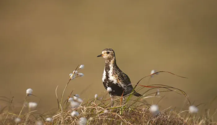 Framed Print : Golden plover (Pluvialis apricaria) in breeding plumage on open moorland, Shetland Islands