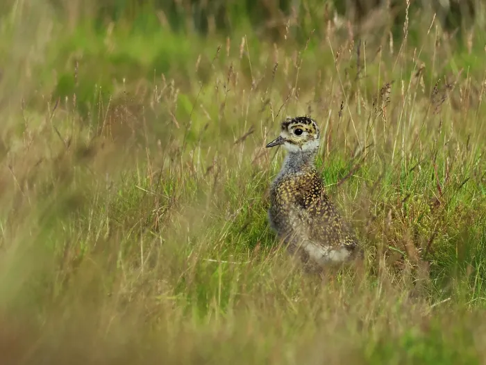 Framed Print : Golden plover (Pluvialis Apricaria) chick standing among grasses on moorland, North Yorkshire, England, UK. July Framed Print : Golden plover (Pluvialis Apricaria) chick standing among grasses on moorland, North Yorkshire, England, UK. July