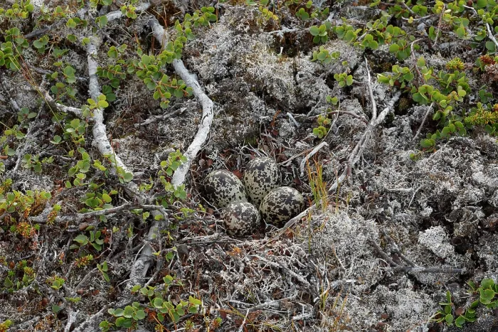 Framed Print : Golden plover (Pluvialis apricaria) eggs in nest on the ground, Varanger, Norway. July Framed Print : Golden plover (Pluvialis apricaria) eggs in nest on the ground, Varanger, Norway. July