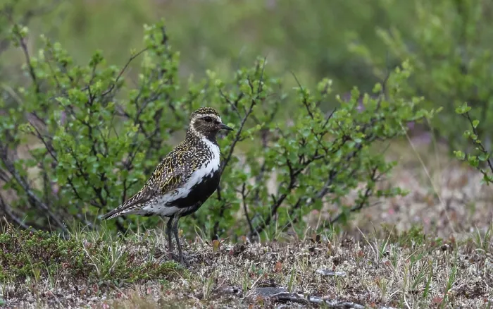 Framed Print : Golden plover (Pluvialis apricaria) female in breeding plumage, standing in heathland, Finland, July Framed Print : Golden plover (Pluvialis apricaria) female in breeding plumage, standing in heathland, Finland, July