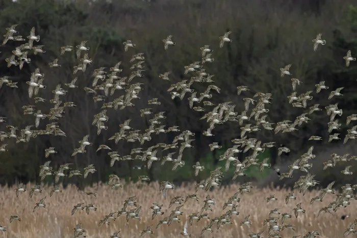 Framed Print : Golden plover (Pluvialis apricaria) flock in flight over marshland, Cley Marshes, Norfolk, UK. March