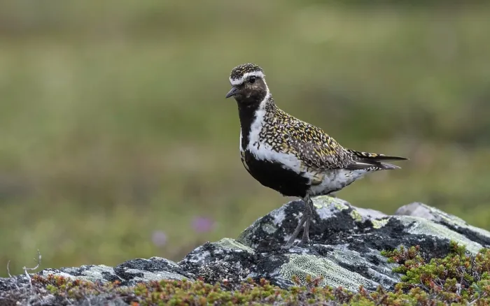 Framed Print : Golden plover (Pluvialis apricaria) male in breeding plumage perched on lichen covered rock, Norway, July Framed Print : Golden plover (Pluvialis apricaria) male in breeding plumage perched on lichen covered rock, Norway, July