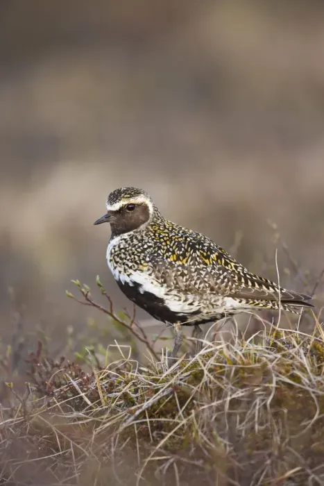 Framed Print : Golden plover (Pluvialis apricaria) Myvatn, Thingeyjarsyslur, Iceland, June 2009 Framed Print : Golden plover (Pluvialis apricaria) Myvatn, Thingeyjarsyslur, Iceland, June 2009