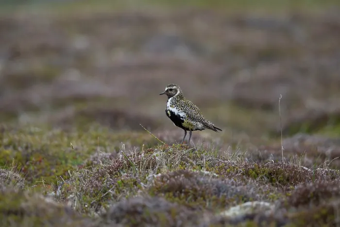 Framed Print : Golden plover (Pluvialis apricaria) perched on rock in tundra vegetation, Iceland. June Framed Print : Golden plover (Pluvialis apricaria) perched on rock in tundra vegetation, Iceland. June