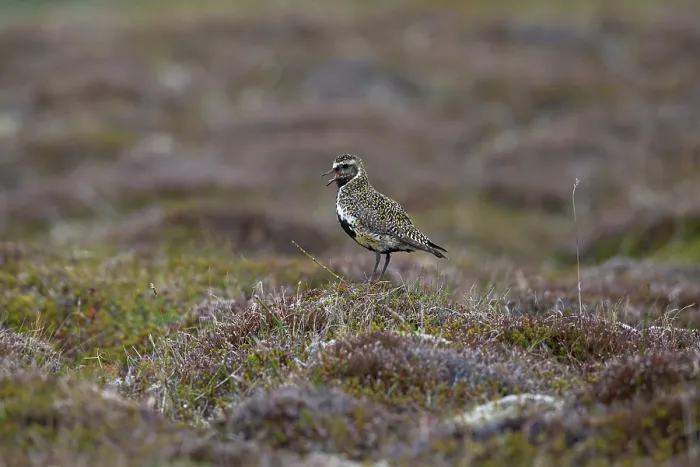 Framed Print : Golden plover (Pluvialis apricaria) perched on rock in tundra vegetation, Iceland. June Framed Print : Golden plover (Pluvialis apricaria) perched on rock in tundra vegetation, Iceland. June