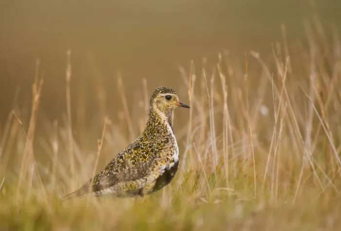 Framed Print : Golden plover (Pluvialis apricaria) profile portrait on open moorland in evening light Framed Print : Golden plover (Pluvialis apricaria) profile portrait on open moorland in evening light
