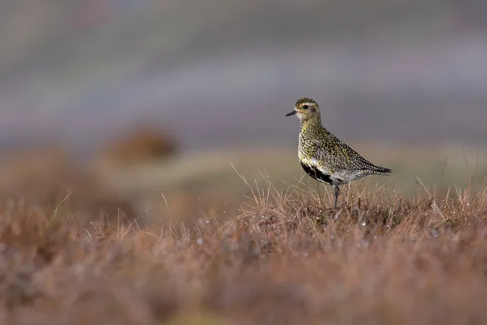 Framed Print : Golden plover (Pluvialis apricaria) standing on moorland, Langdon Beck, Couny Durham, UK. April Framed Print : Golden plover (Pluvialis apricaria) standing on moorland, Langdon Beck, Couny Durham, UK. April