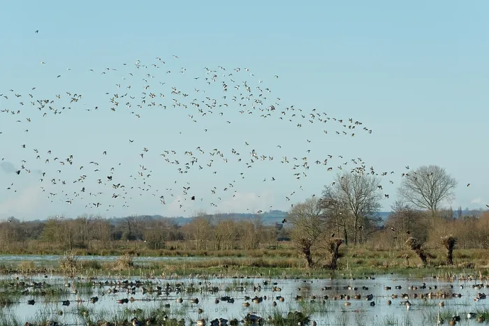 Framed Print : Golden plovers (Pluvialis apricaria) and Dunlins (Calidris alpina) flock in flight over many ducks of several species swimming and resting on flooded pastureland Framed Print : Golden plovers (Pluvialis apricaria) and Dunlins (Calidris alpina) flock in flight over many ducks of several species swimming and resting on flooded pastureland