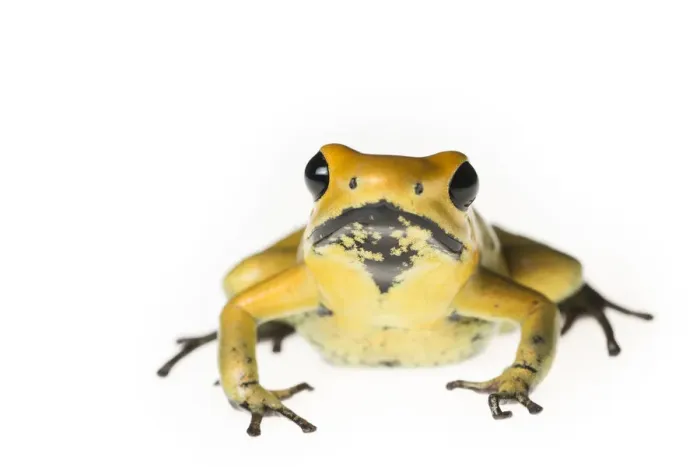 Framed Print : Golden poison dart frog (Phyllobates terribilis) captive, endemic to Colombia Framed Print : Golden poison dart frog (Phyllobates terribilis) captive, endemic to Colombia