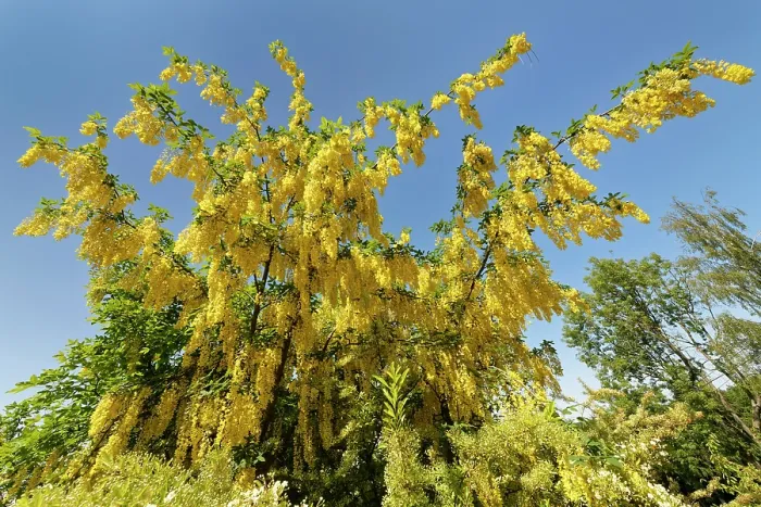 Framed Print : Golden rain tree / Voss's laburnum (Laburnum x watereri Vossii') flowering against blue sky, Wiltshire garden, England, UK. June Framed Print : Golden rain tree / Voss's laburnum (Laburnum x watereri Vossii') flowering against blue sky, Wiltshire garden, England, UK. June