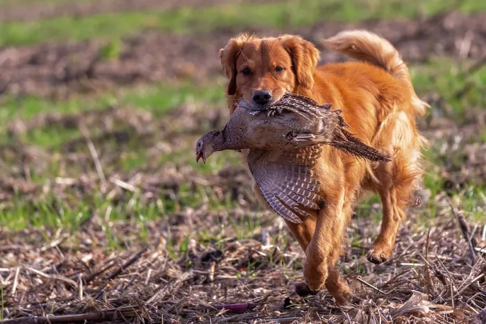 Framed Print : Golden retriever, female, carrying Common Pheasant (Phasianus colchicus) in mouth, Bas Rhin, Alsace, France. November Framed Print : Golden retriever, female, carrying Common Pheasant (Phasianus colchicus) in mouth, Bas Rhin, Alsace, France. November