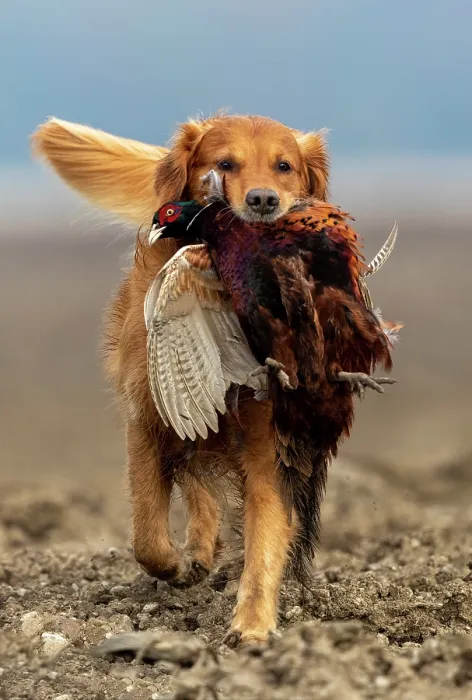 Framed Print : Golden retriever, male, carrying Common Pheasant (Phasianus colchicus) in mouth, Bas Rhin, Alsace, France. November Framed Print : Golden retriever, male, carrying Common Pheasant (Phasianus colchicus) in mouth, Bas Rhin, Alsace, France. November