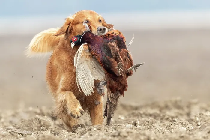 Framed Print : Golden retriever, male, carrying Common Pheasant (Phasianus colchicus) in mouth, Bas Rhin, Alsace, France. November Framed Print : Golden retriever, male, carrying Common Pheasant (Phasianus colchicus) in mouth, Bas Rhin, Alsace, France. November