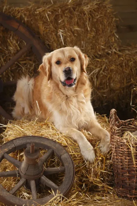 Framed Print : Golden Retriever, male in straw Framed Print : Golden Retriever, male in straw
