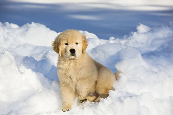 Golden Retriever Pup in snow, Holland, Massachusetts, USA