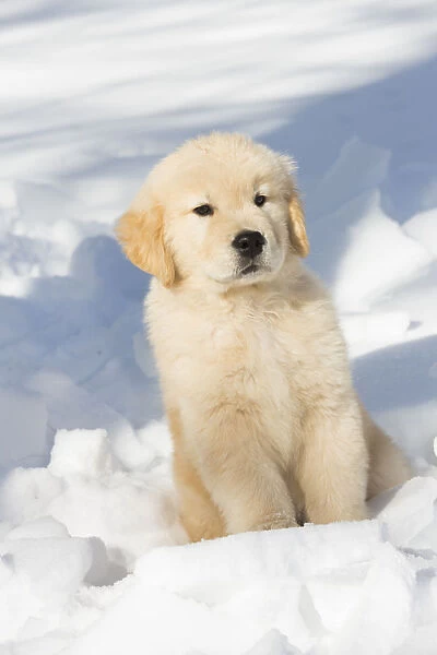 Golden Retriever Pup in snow, Holland, Massachusetts, USA