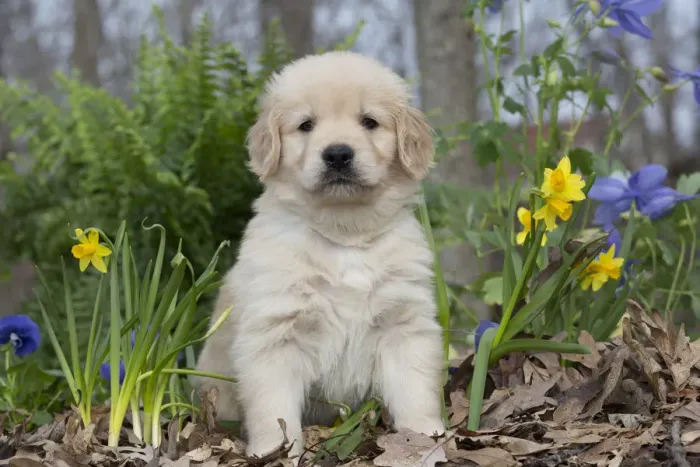 Framed Print : Golden Retriever puppy at 5 weeks, in garden with blue sweet peas and tete-a-tete daffodils Framed Print : Golden Retriever puppy at 5 weeks, in garden with blue sweet peas and tete-a-tete daffodils
