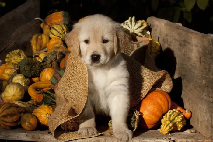 Framed Print : Golden Retriever puppy, 6 weeks, amongst gourds, Illinois, USA Framed Print : Golden Retriever puppy, 6 weeks, amongst gourds, Illinois, USA