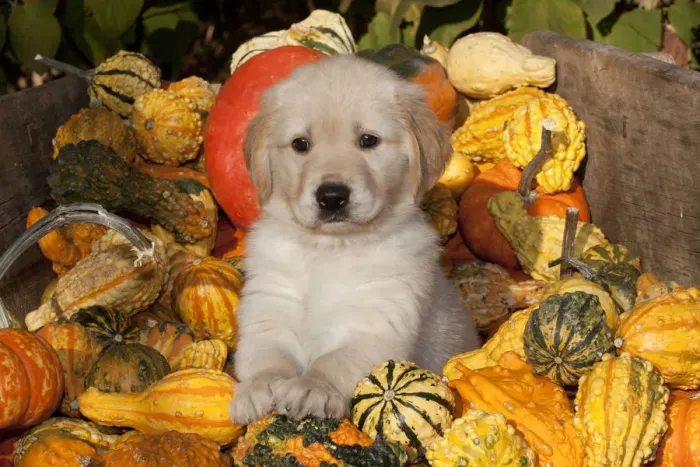 Framed Print : Golden Retriever puppy, 6 weeks, amongst gourds, Illinois, USA Framed Print : Golden Retriever puppy, 6 weeks, amongst gourds, Illinois, USA