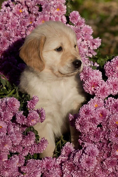 Golden Retriever puppy amongst Chrysanthemum flowers #15336803