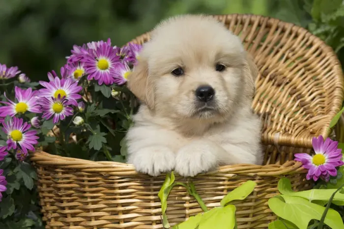 Framed Print : Golden Retriever puppy in wooden basket with purple flowers; USA Framed Print : Golden Retriever puppy in wooden basket with purple flowers; USA