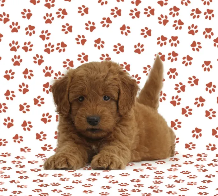 Framed Print : Golden Retriever x Poodle F1b Goldendoodle puppy on paw print background Framed Print : Golden Retriever x Poodle F1b Goldendoodle puppy on paw print background