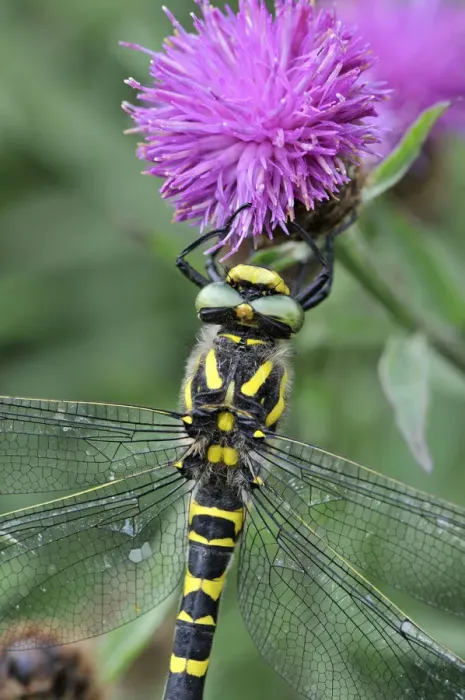 Framed Print : Golden Ringed Dragonfly (Cordulegaster boltonii) female at rest on flower, Devon, England Framed Print : Golden Ringed Dragonfly (Cordulegaster boltonii) female at rest on flower, Devon, England