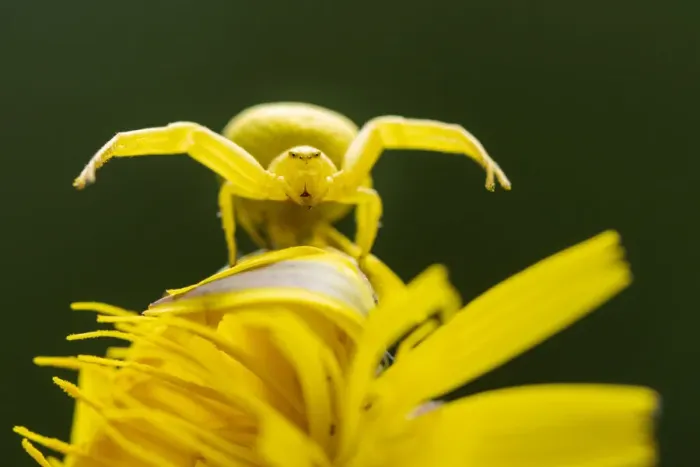 Framed Print : Golden-rod crab spider (Misumena vatia) resting on Rough hawkbit flower (Leontodon hispidus) while in hunting pose. Meeth Quarry nature reserve, Devon, UK. June Framed Print : Golden-rod crab spider (Misumena vatia) resting on Rough hawkbit flower (Leontodon hispidus) while in hunting pose. Meeth Quarry nature reserve, Devon, UK. June