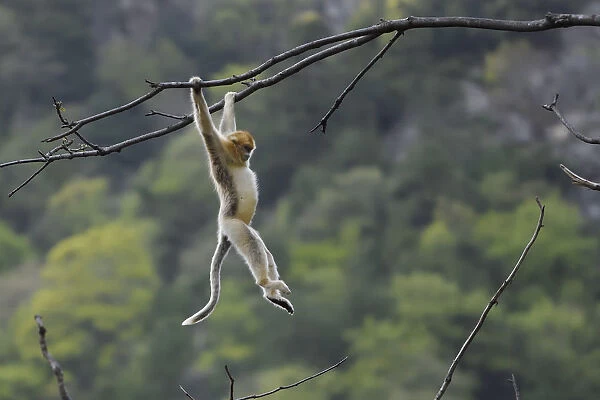 Golden snub-nosed monkey 1+Rhinopithecus roxellana+2 hanging on branch, Foping Nature Reserve