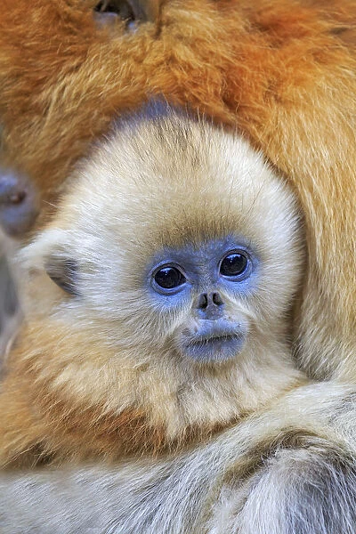 Golden snub-nosed monkey (Rhinopithecus roxellana), mother and baby, Qinling Mountains