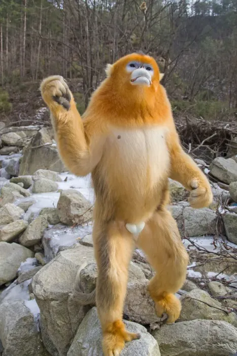 Framed Print : Golden snub-nosed monkey (Rhinopithecus roxellana), standing up on river boulders Framed Print : Golden snub-nosed monkey (Rhinopithecus roxellana), standing up on river boulders