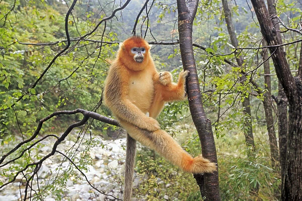 Golden snub-nosed monkey (Rhinopithecus roxellana), near by a river, Qinling Mountains