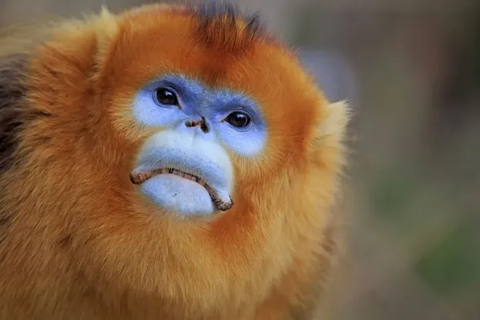 Framed Print : Golden snub-nosed monkey (Rhinopithecus roxellana), adult male, Qinling Mountains Framed Print : Golden snub-nosed monkey (Rhinopithecus roxellana), adult male, Qinling Mountains