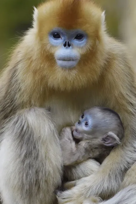 Framed Print : Golden snub-nosed monkey (Rhinopithecus roxellana) female with very young baby, Foping
